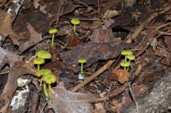 Entoloma incanum