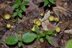 Entoloma incanum