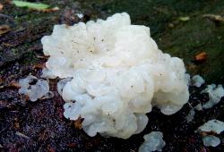 Exidia alba