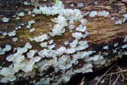 Exidia alba