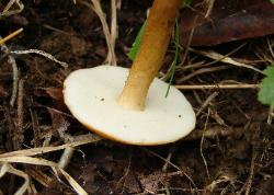 Gyroporus castaneus