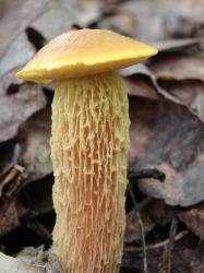 Heimioporus betula