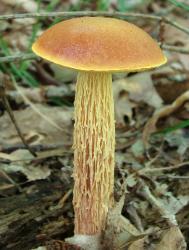 Heimioporus betula
