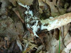 Heimioporus betula