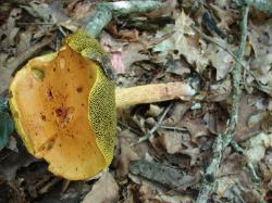 Heimioporus betula