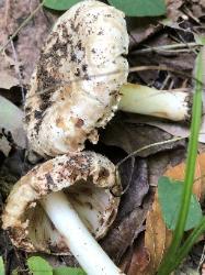 Inocybe dulciolens