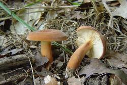 Lactifluus volemus