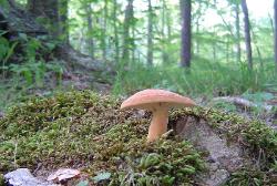 Lactifluus volemus