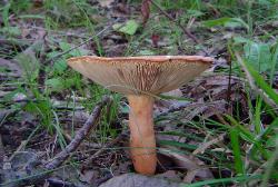 Lactifluus volemus