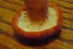 Lactifluus volemus