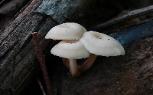 Lentinellus subaustralis