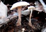Lentinellus subaustralis