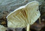 Lenzites betulina