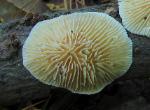 Lenzites betulina