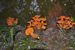 Omphalotus illudens