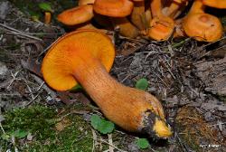 Omphalotus illudens
