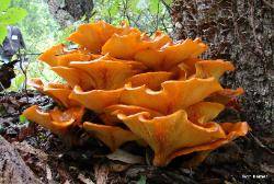 Omphalotus illudens
