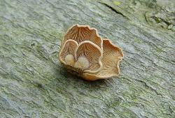 Panellus stipticus