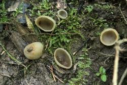 Paragalactinia succosa