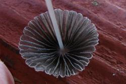 Parasola plicatilis