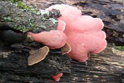 Phlebia incarnata