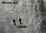 Trichoderma alutaceum ostiole