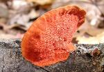Trametes cinnabarina