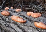 Trametes cinnabarina