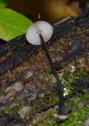 Rhizomarasmius pyrrhocephalus