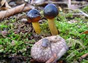 Tolypocladium longisegmentum