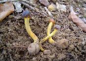 Tolypocladium longisegmentum