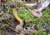 Tolypocladium longisegmentum