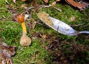 Tolypocladium longisegmentum