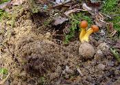 Tolypocladium longisegmentum