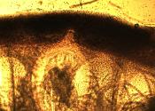 Tolypocladium longisegmentum perithecium