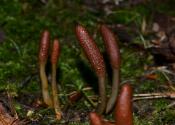 Tolypocladium ophioglossoides