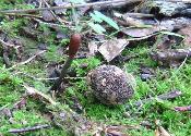 Tolypocladium ophioglossoides