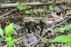 Trichoglossum hirsutum