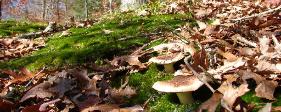 Tricholoma caligatum