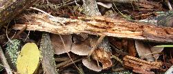 Tricholoma myomyces