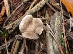 Tricholoma myomyces