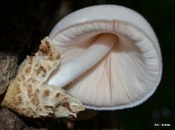 Volvariella bombycina