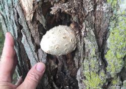 Volvariella bombycina