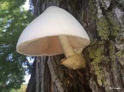 Volvariella bombycina