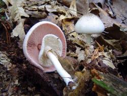 Agaricus leptocaulis