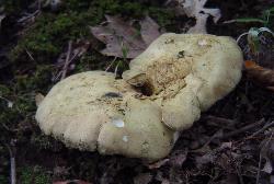 Laeticutis cristata