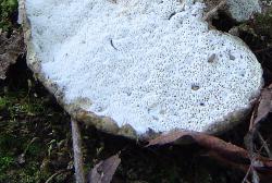 Laeticutis cristata