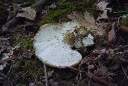 Laeticutis cristata