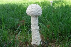 Amanita thiersii