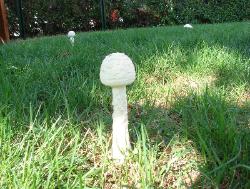 Amanita thiersii